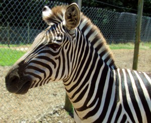 Animal-Farm-Zebra SASSY AUG 11