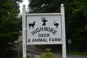 Highwire Deer and Animal Farm in Connecticut 